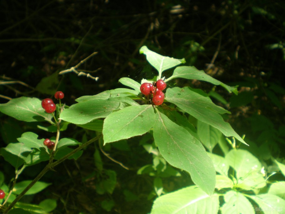 Борщевик Сосновского