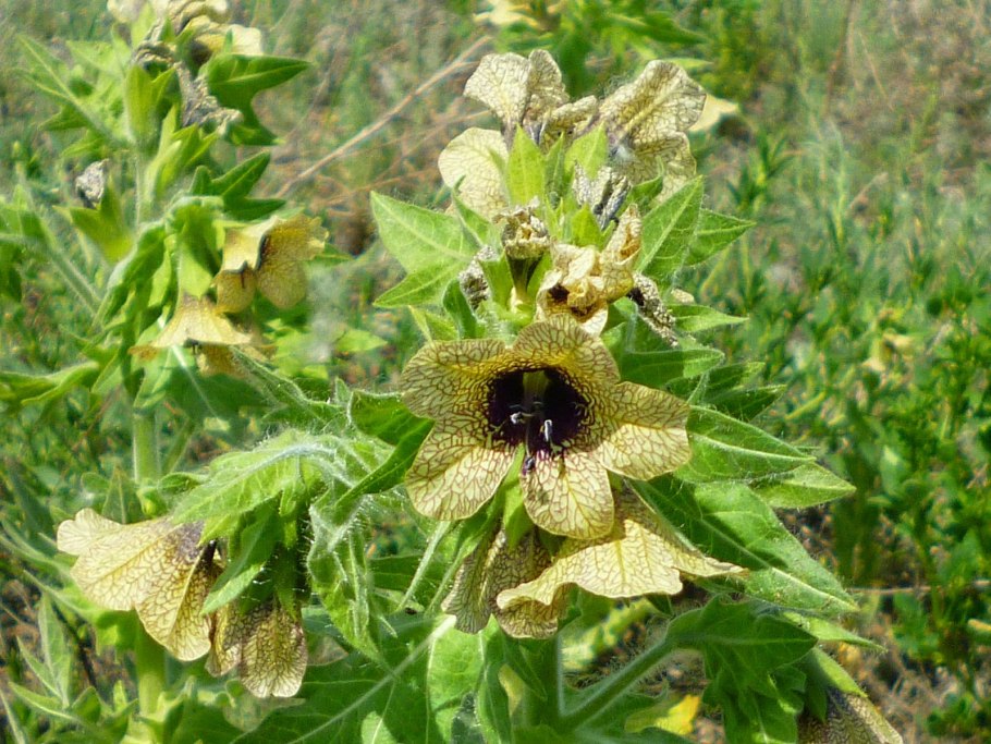 Борщевик ядовитое растение