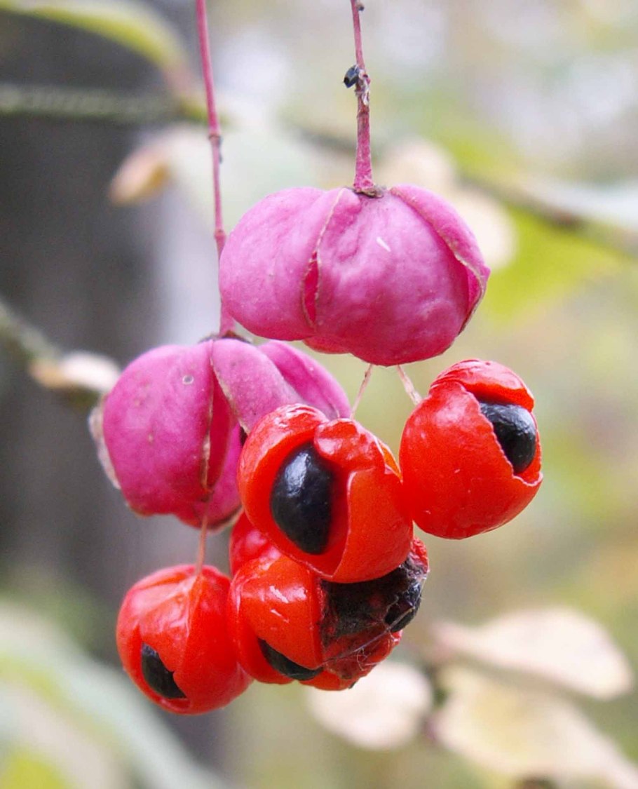 Болиголов пятнистый