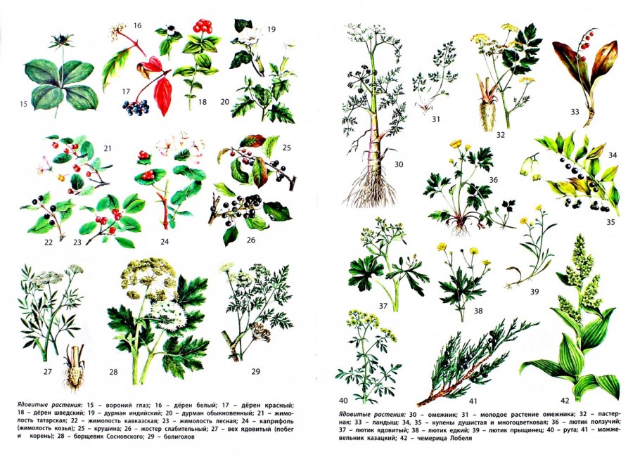 Опасное растение борщевик