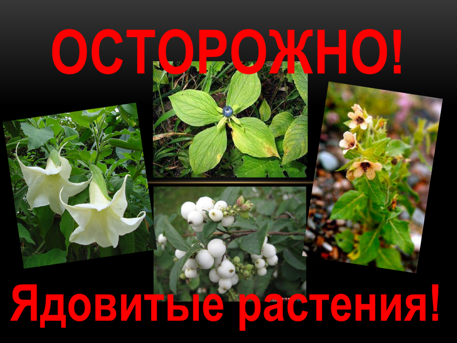 Вороний глаз ядовитое растение