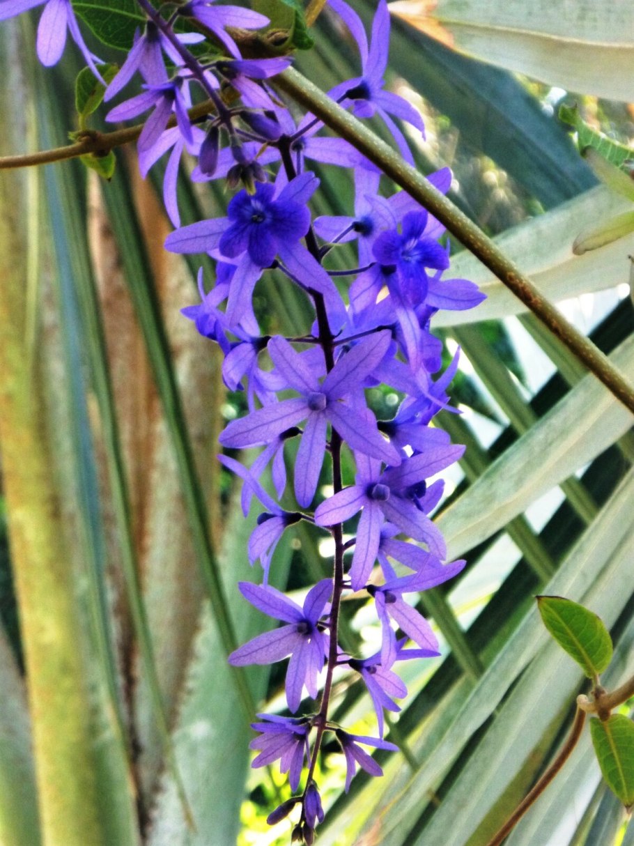 Петрея вьющаяся