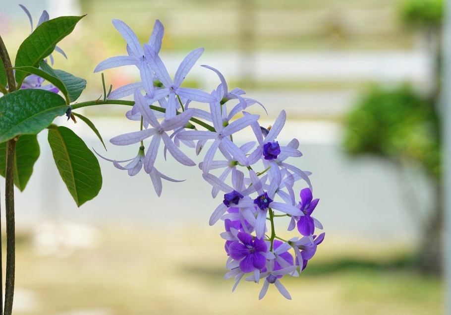 Петрея венок королевы