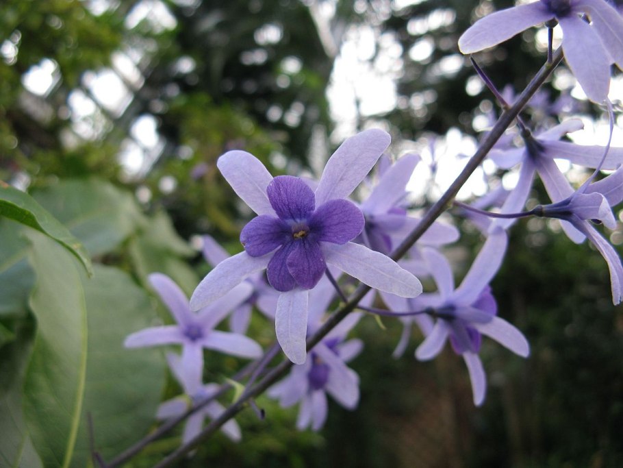 Петрея Volubilis