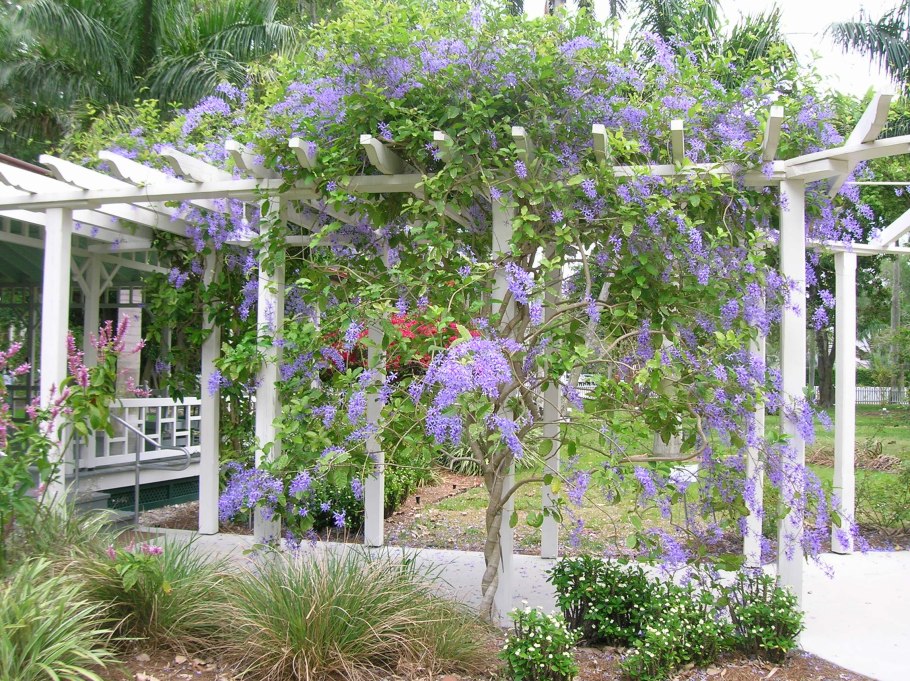 Клеродендрум угандийский