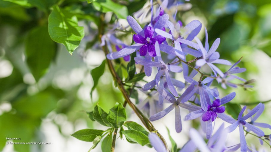 Петрея в домашних условиях
