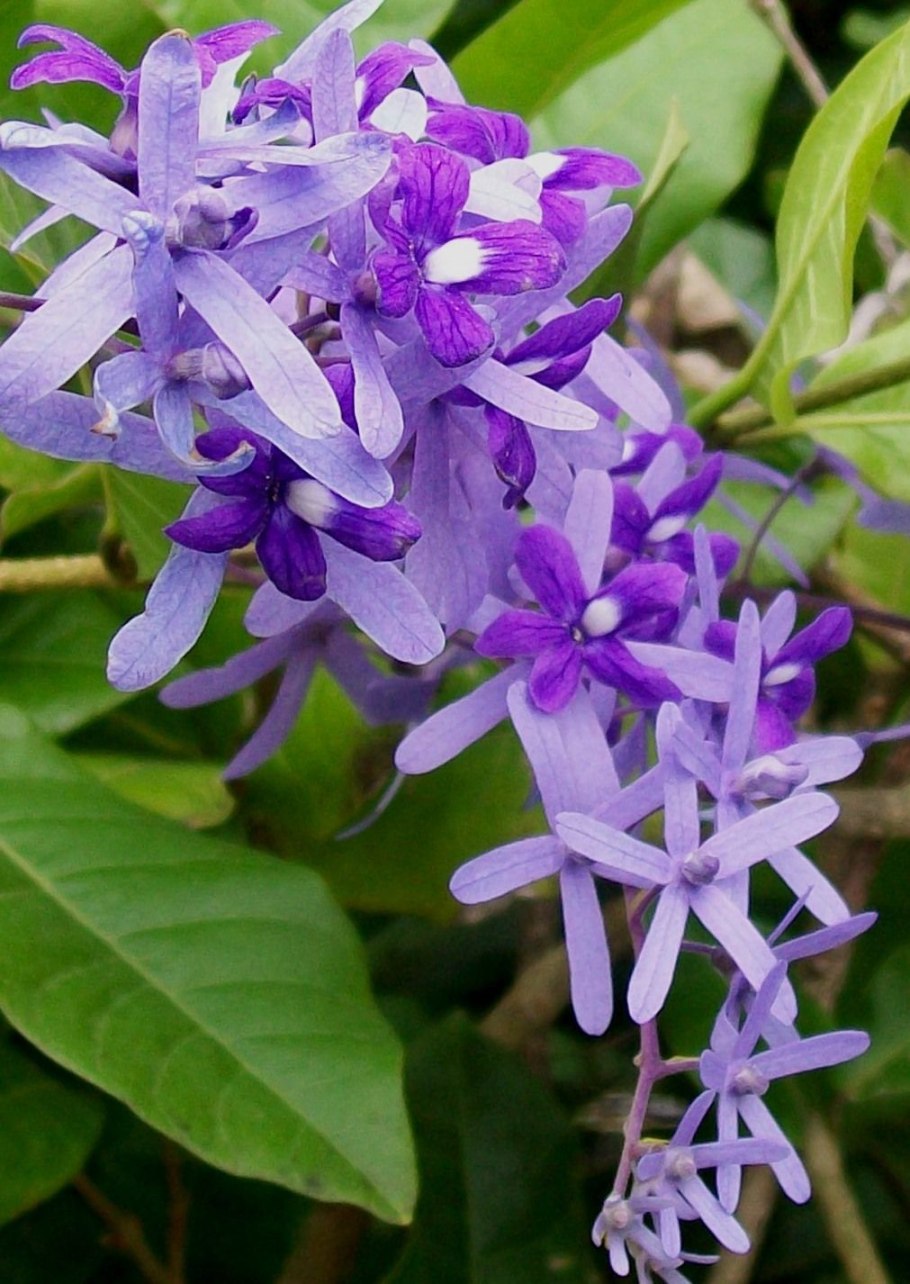 Лиана Петрея