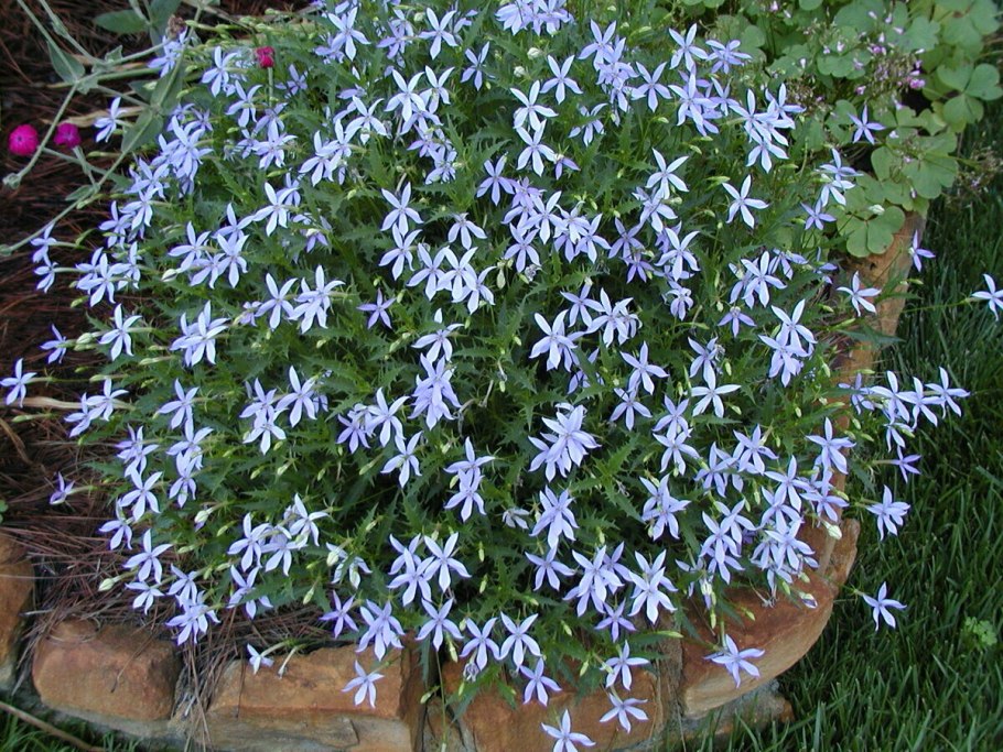 Китайская Лиана Глициния