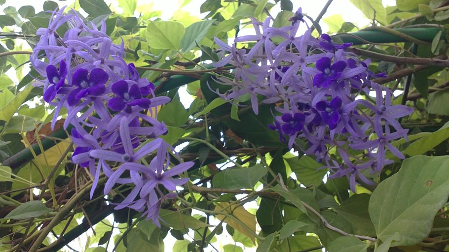 Петрея вьющаяся (Petrea Volubilis