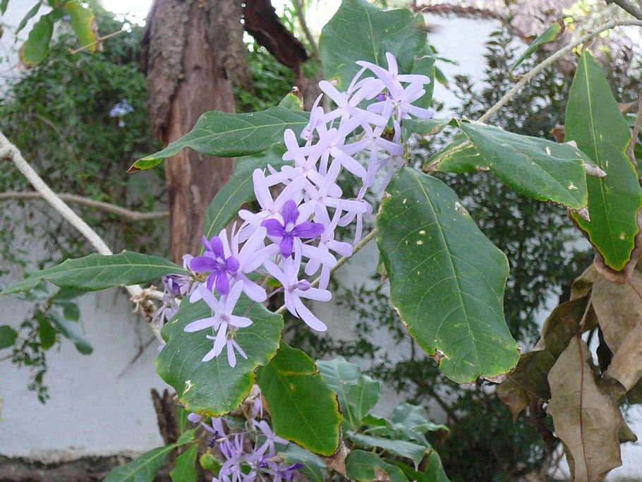 Петрея вьющаяся фото