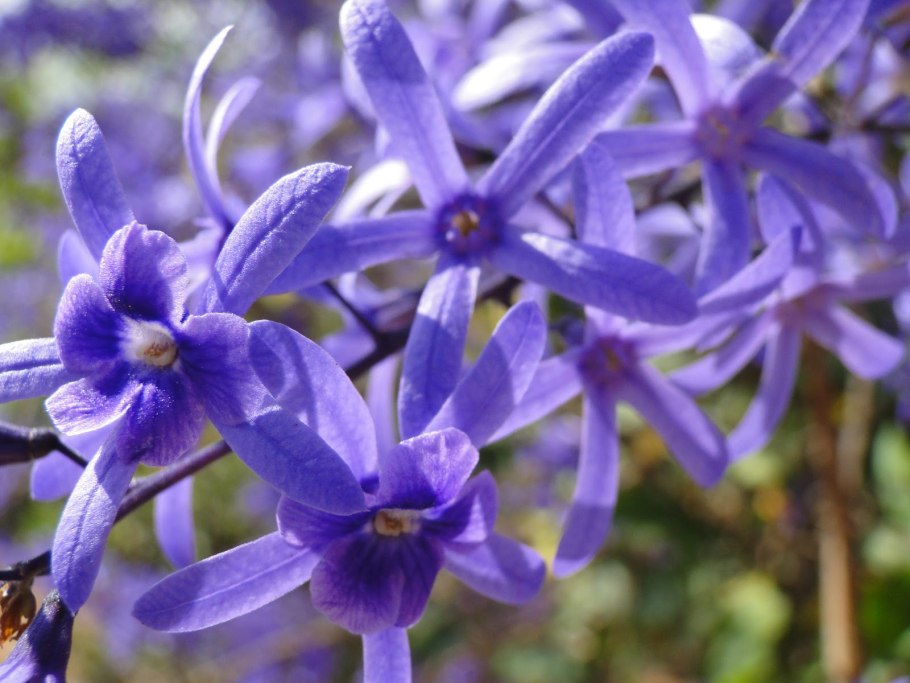 Лиана Петрея