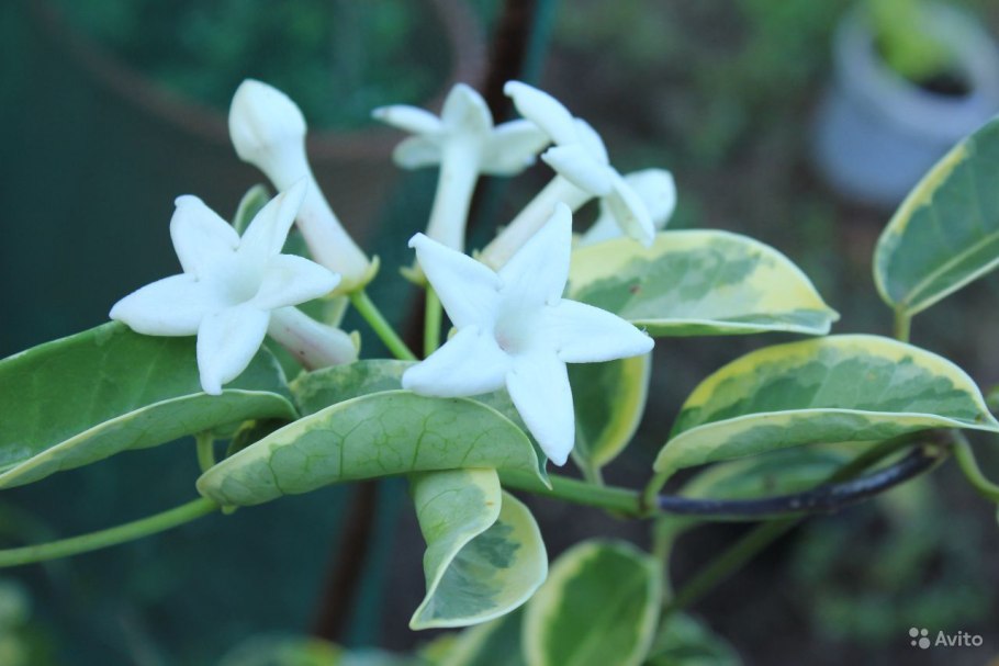 Петрея растение