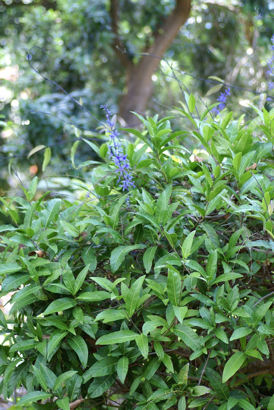 Петреа Волюбилис