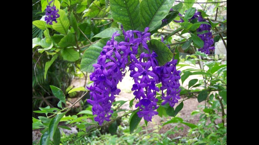 Петрея вьющаяся венок королевы