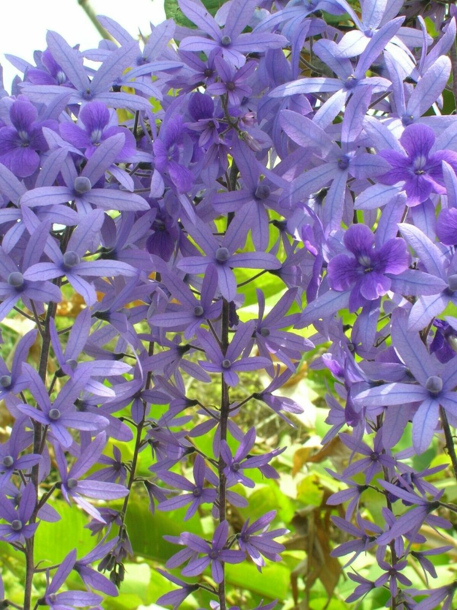 Петрея Petrea Volubilis