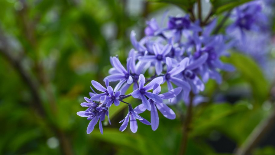 Петрея фото