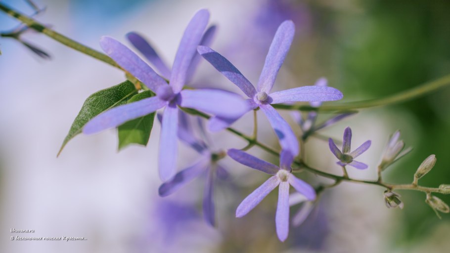 Цветущая Лиана Глициния