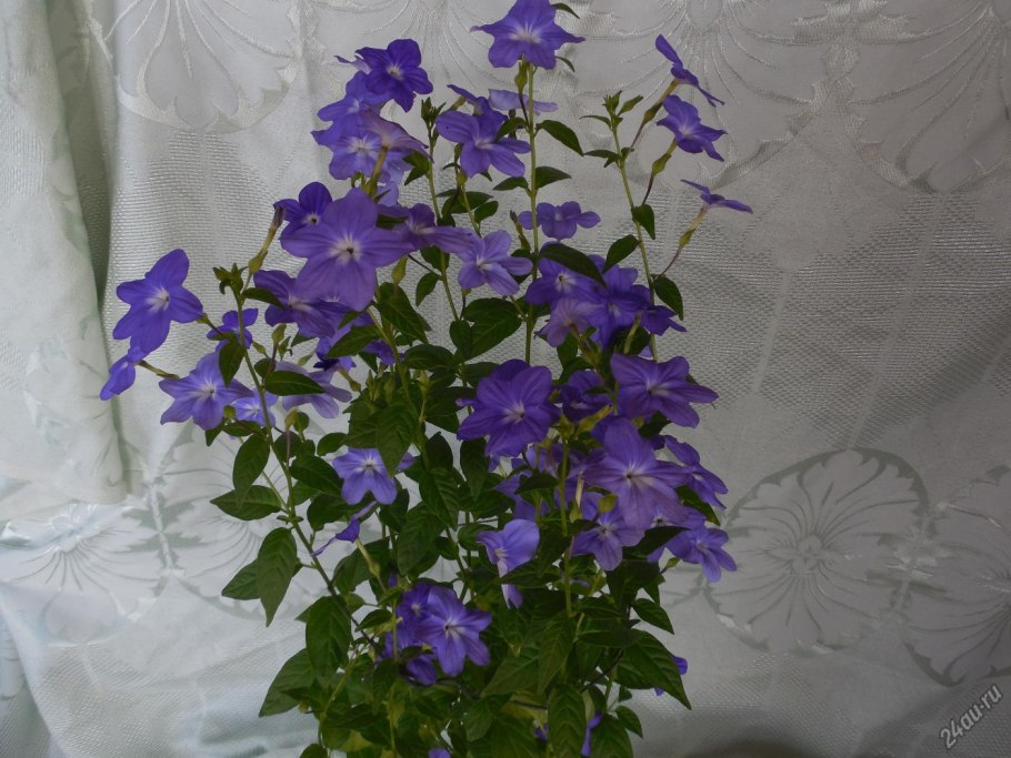 Пентас цветок комнатный