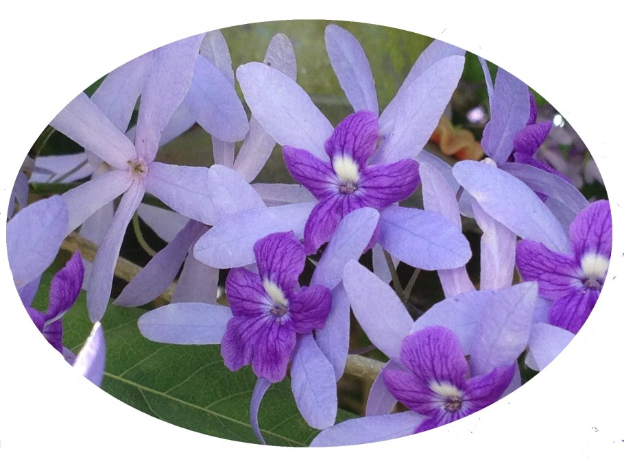 Петрея вьющаяся (вариегатная)