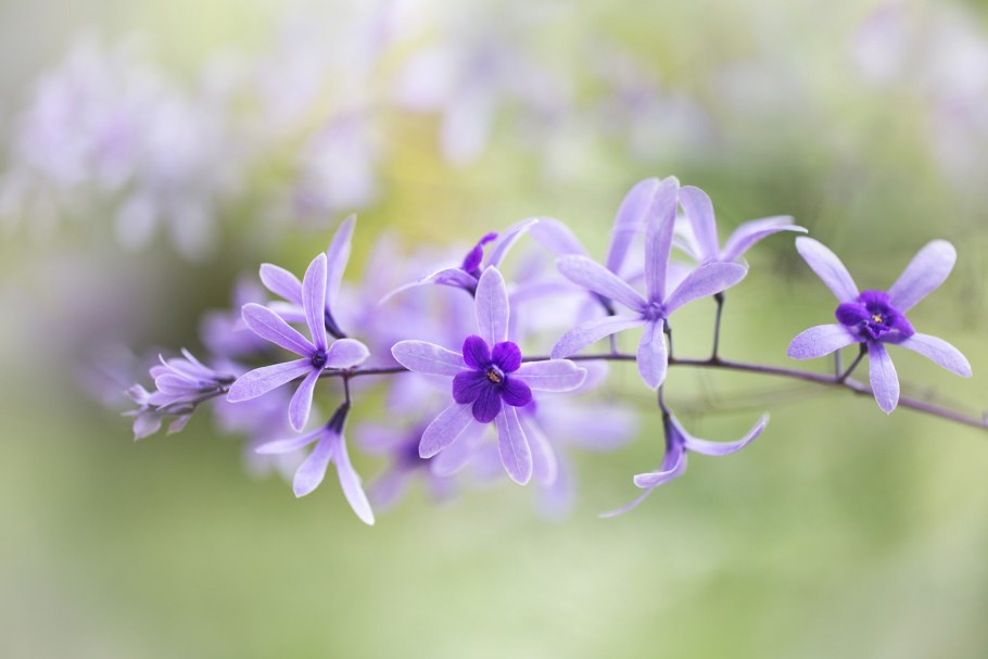 Петрея вьющаяся