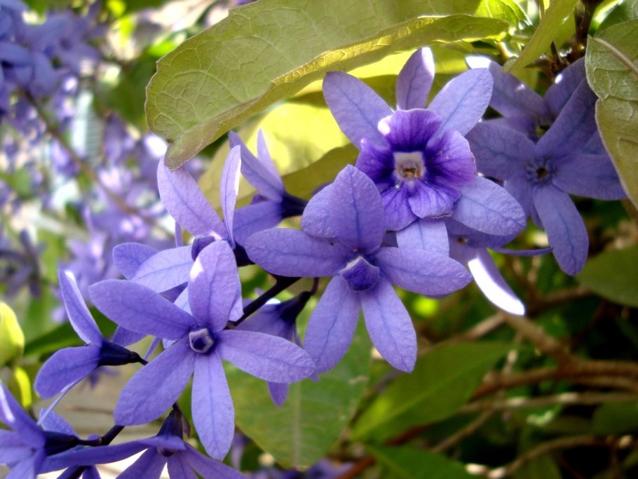 Цветок Лиана Петрея