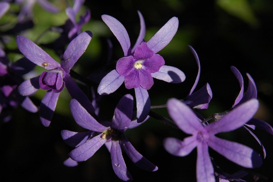 Петрея вьющаяся