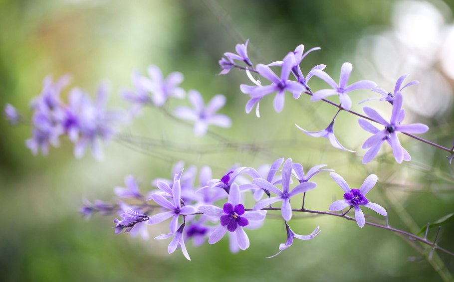 Картинка Петрел