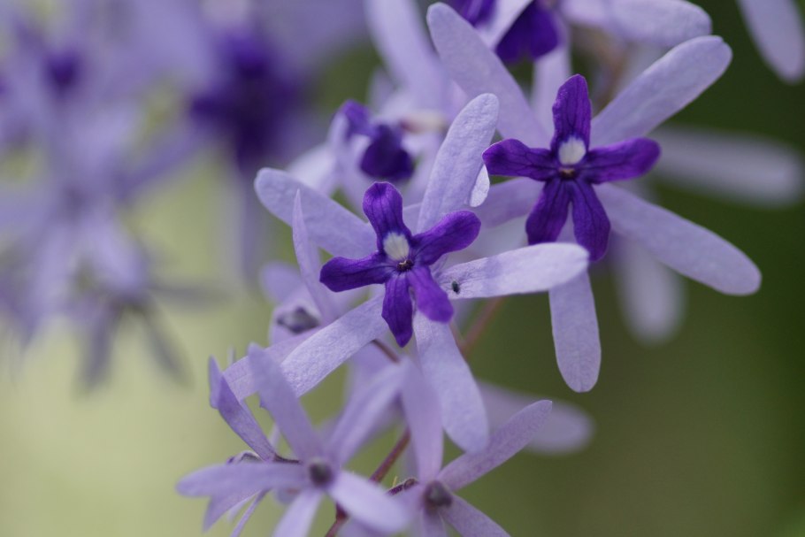 Петрея вьющаяся