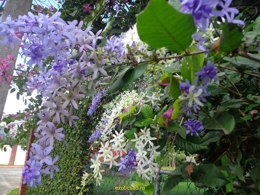 Петрея вьющаяся фото