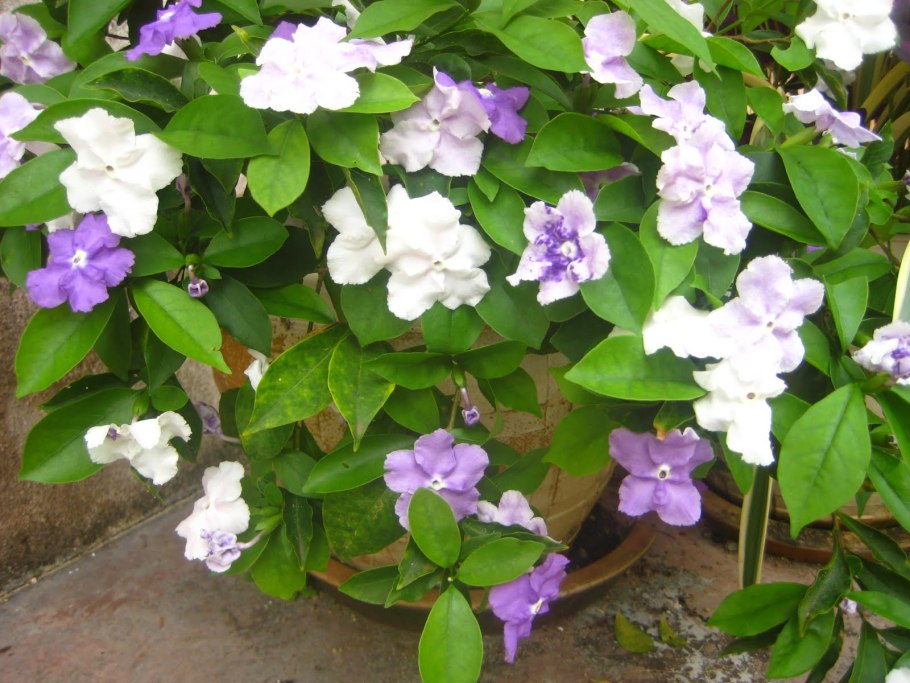 Петрея вьющаяся