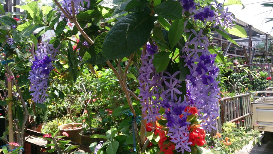 Петрея вьющаяся