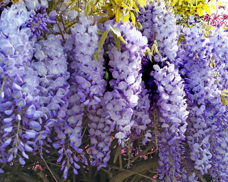 Цветы цветущие в августе и сентябре