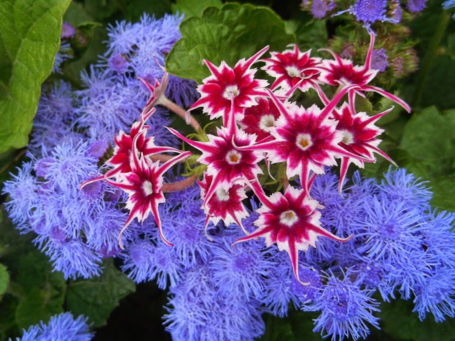 Глициния Вистерия Лиана