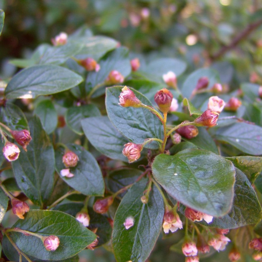 Кизильник блестящий Cotoneaster lucidus