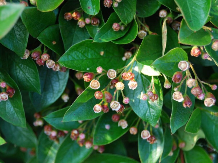 Кизильник (Cotoneaster)