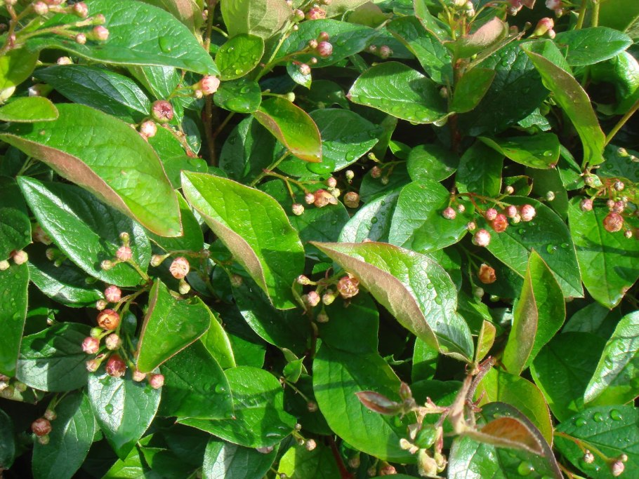 Кизильник Cotoneaster lucidus
