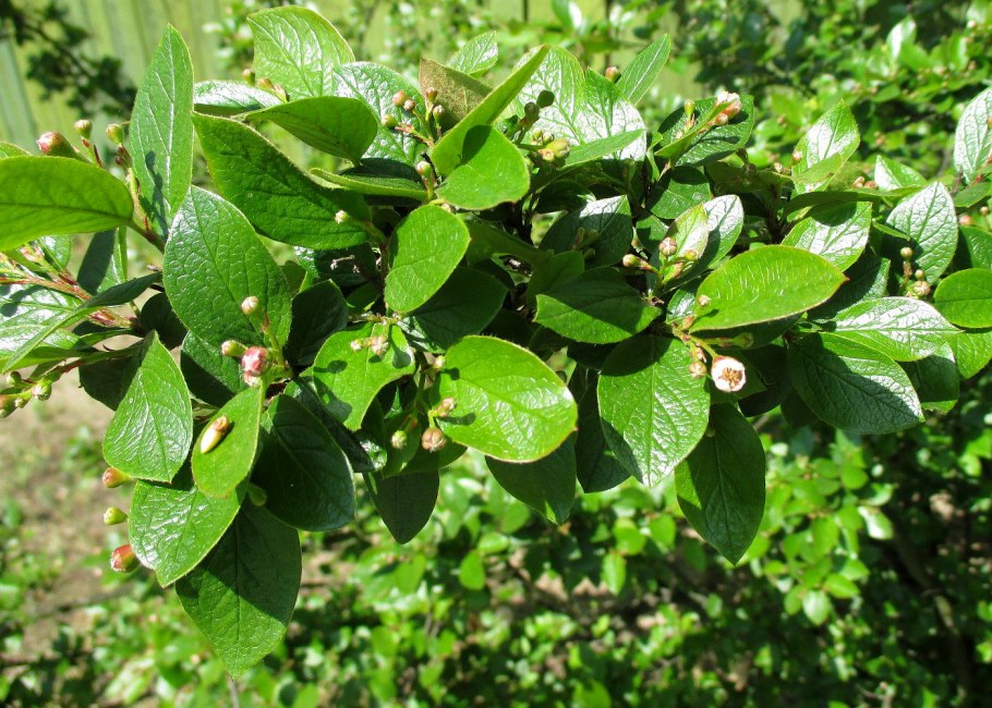 Кизильник Cotoneaster lucidus