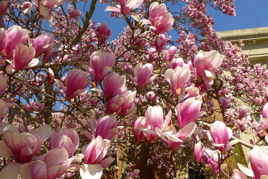 Магнолия Кобус Суланжа