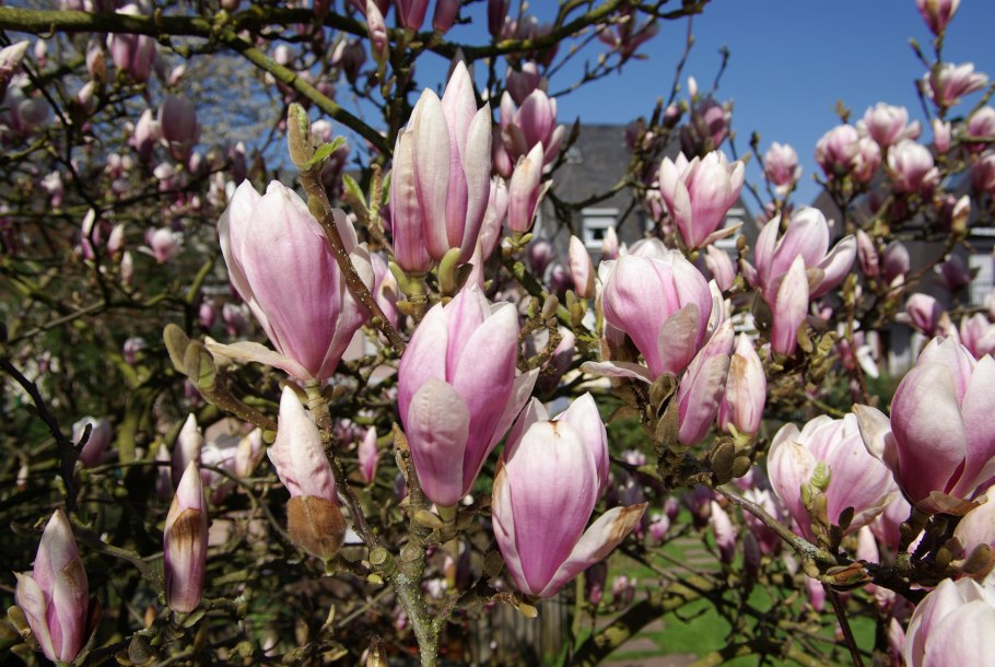 Магнолия Суланжа Рустика Рубра