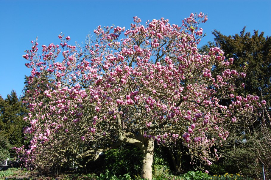 Магнолия листопадная суланжа