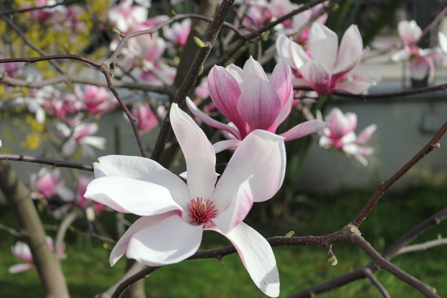 Магнолия Суланжа Амабилис