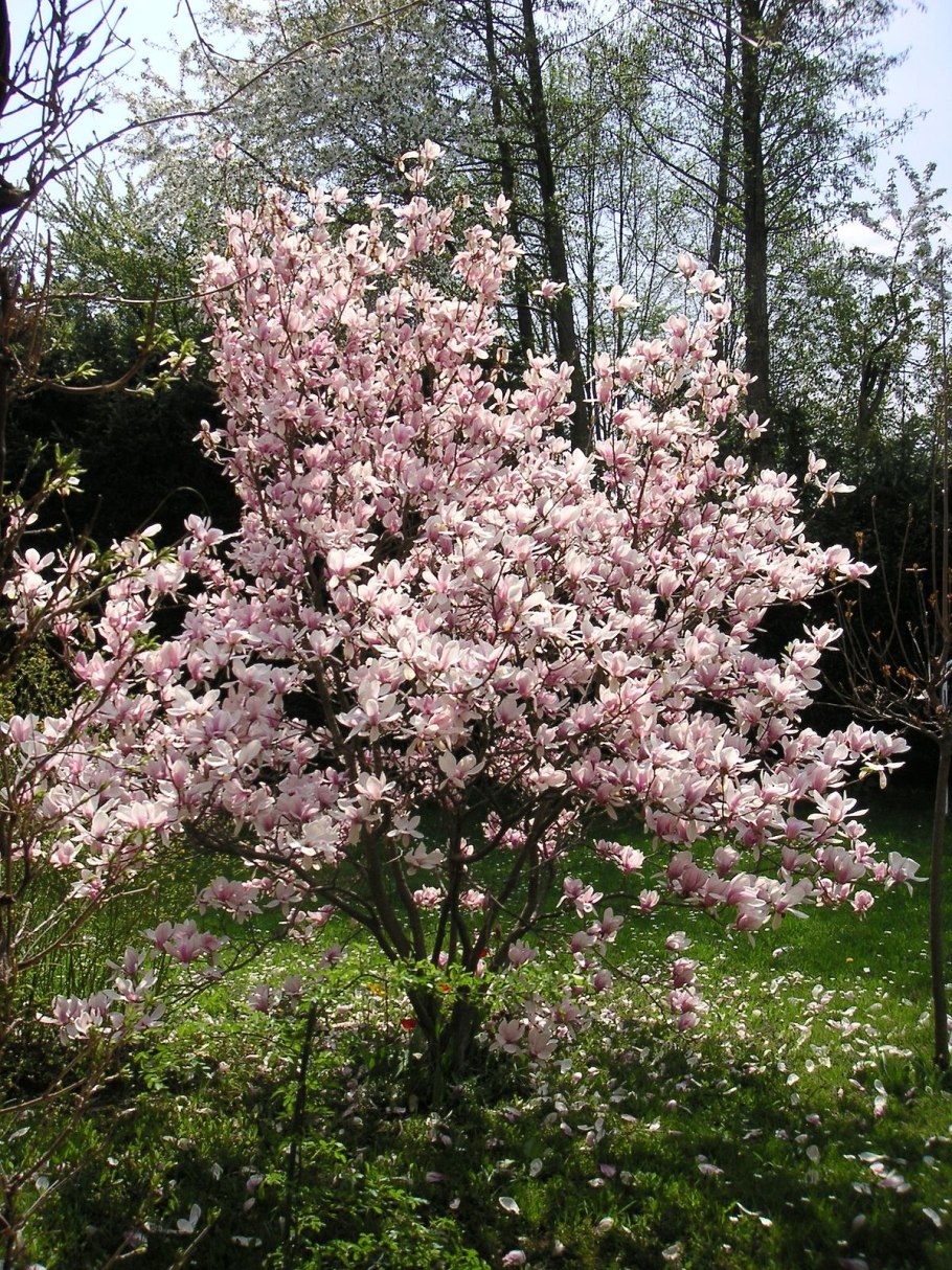 Магнолия суланжа (magnolia soulangeana)