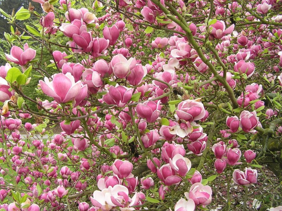 Магнолия Суланжа дерево