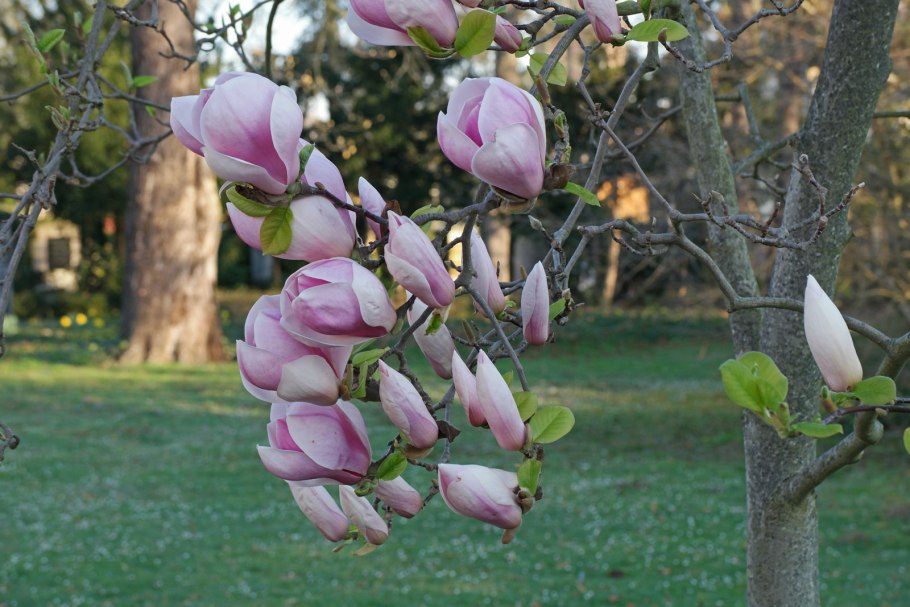 Магнолия Суланжа специоза