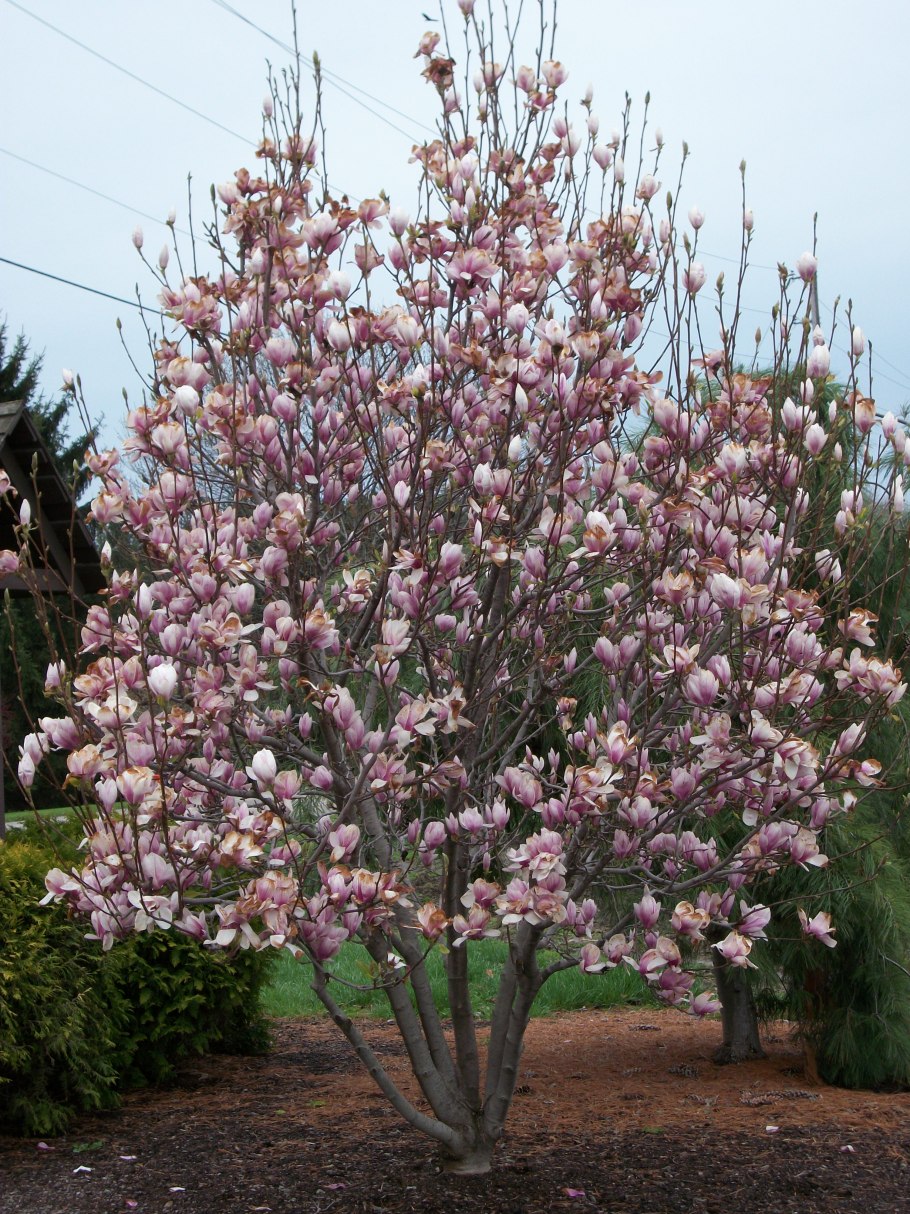 Magnolia soulangeana