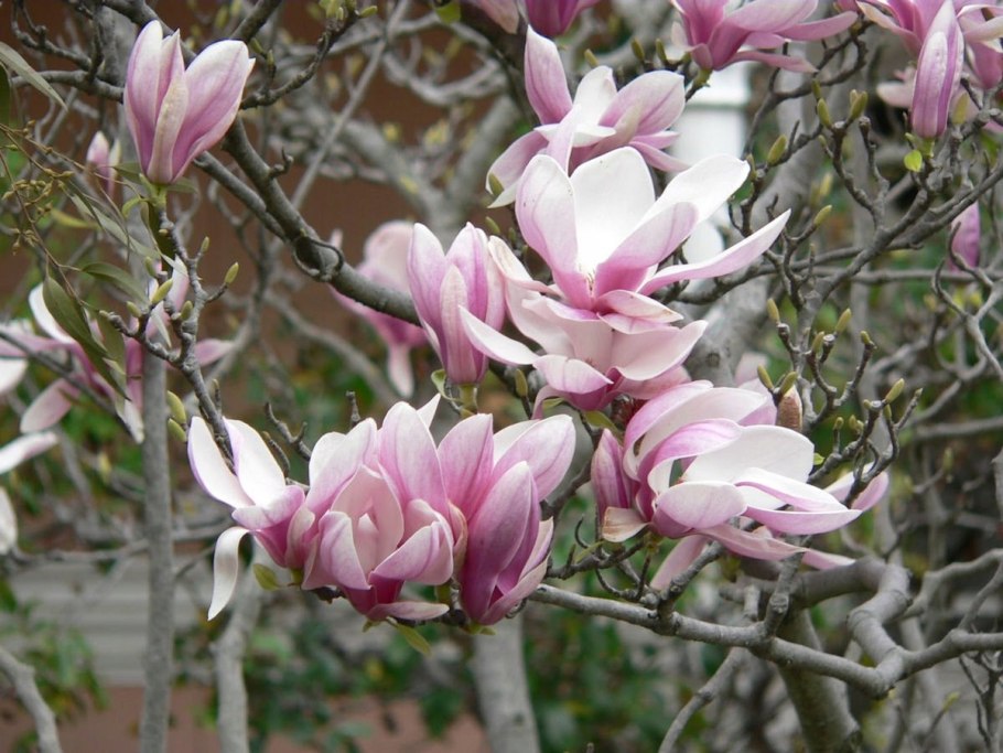 Магнолия Суланжа (Magnolia soulangeana)