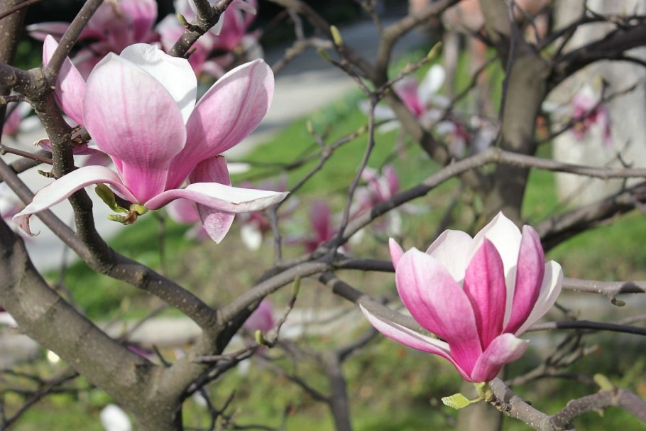 Магнолия Суланжа цветок