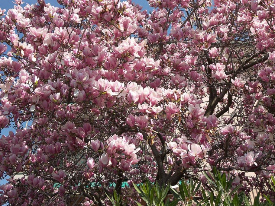Магнолия Суланжа (Magnolia soulangeana)