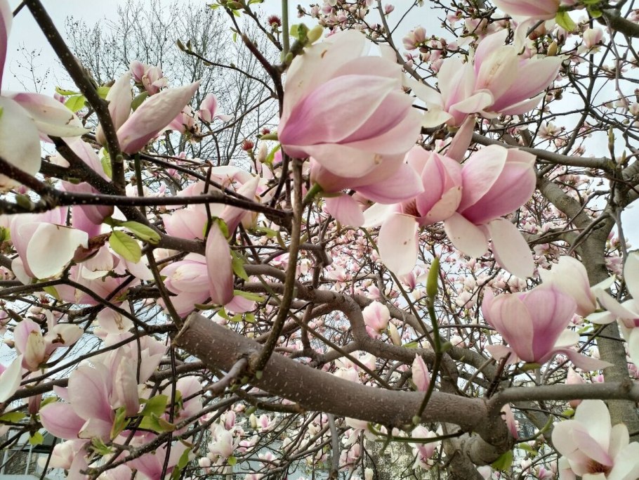 Магнолия Суланжа Рубра