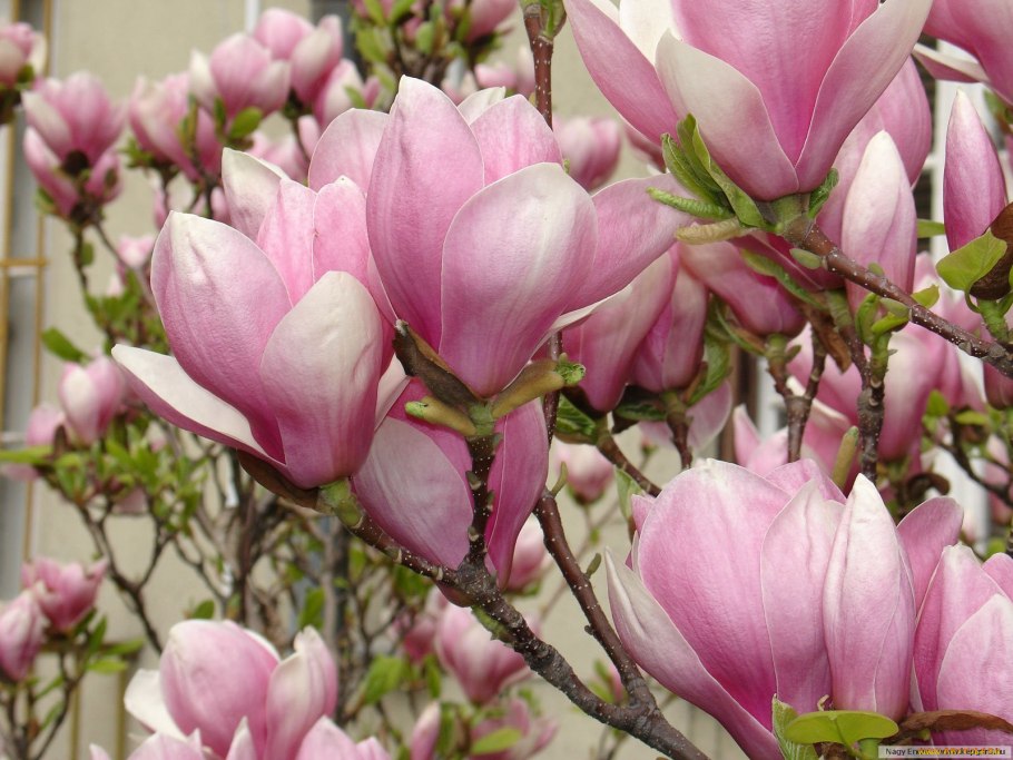 Магнолия Суланжа (Magnolia soulangeana)